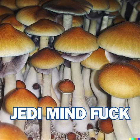 jedi mind fuck effects|Jedi Mind Fuck Mushrooms: A Journey into Psilocybe Cubensis